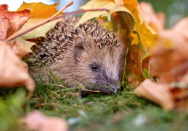 Haus für den Igel im Winter