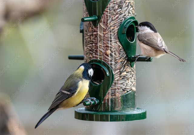 Vöegel Winterfütterung